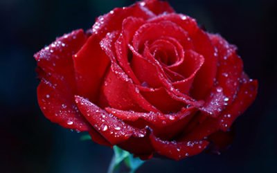 Valentine’s Day Limo Special  | Kavanagh Limousine