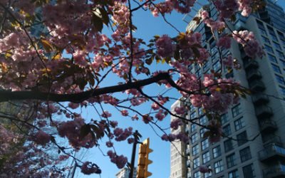 Victoria Day Limousine Service in Vancouver, BC | Kavanagh Limousine