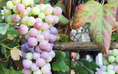 3 Reasons To Use Limousines for Business | Kavanagh Limousine